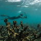 Dead coral around Lizard Island after the coral bleaching event on the Great Barrier Reef in May 2016. Image: XL Catlin Seaview Survey
